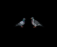 The City Pigeon and the Wood Pigeon